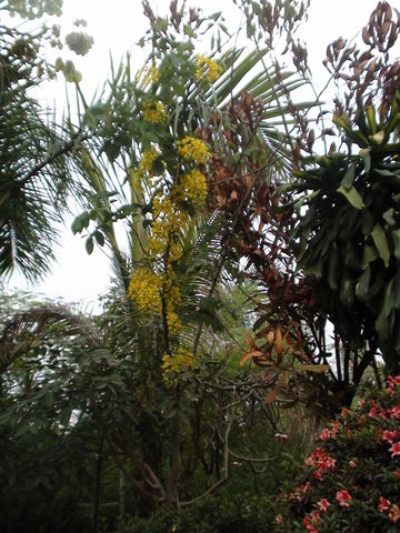 lluvia de oro