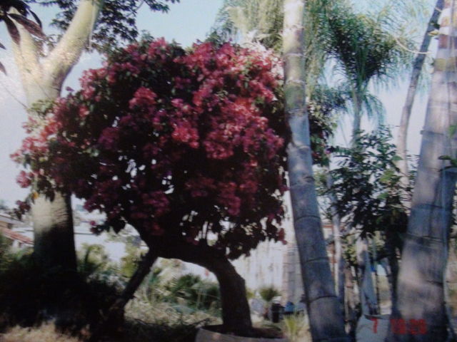 bugambilia