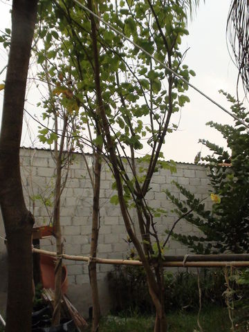 orquídea morada