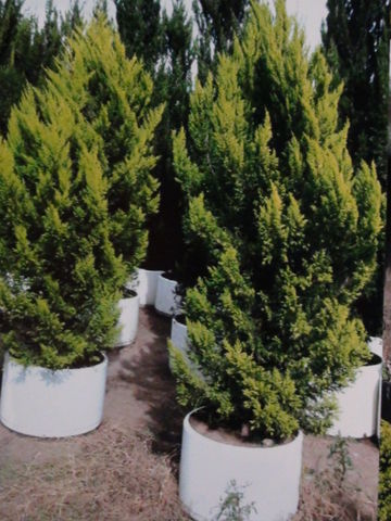 pino cedro limón