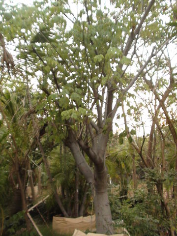 rosa de oro amarilla